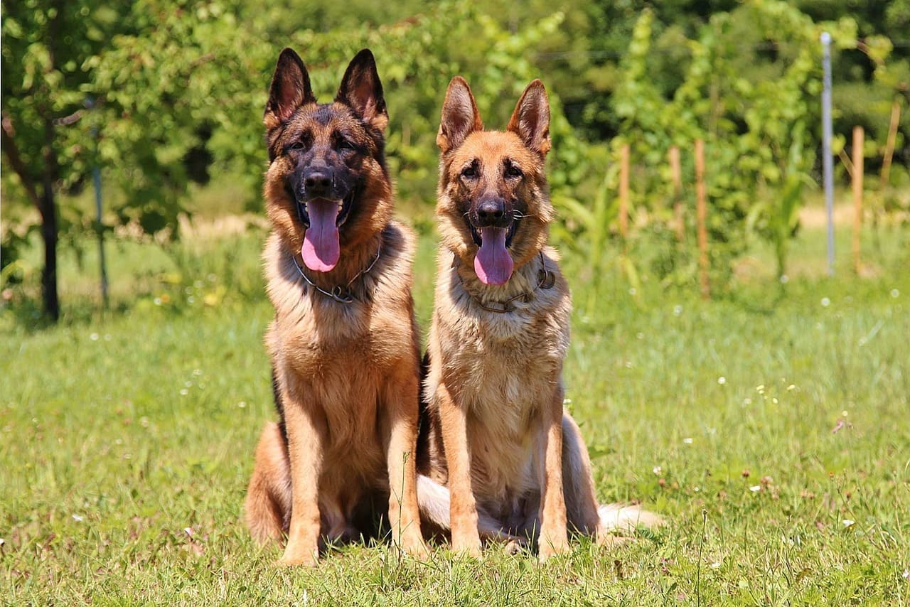 german shepherd dog names
